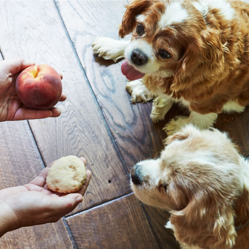 A Guide to Dog-Friendly Recipes (Part 1)